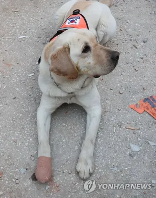 Собаки-спасатели, помогающие находить людей под завалами в Турции и Сирии -  Варнет