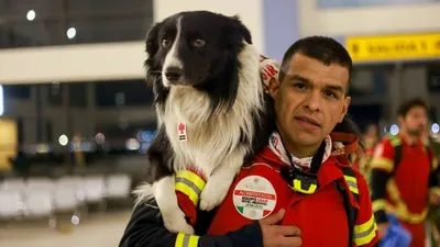 Поисково-спасательная служба собак