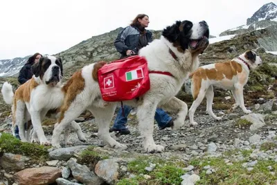 Истории собак, которые ищут живых под завалами в Турции