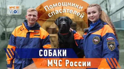 Собаки спасатели МЧС России: в горах, на воде и их породы