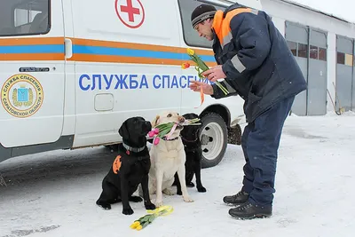 Собак-спасателей МЧС в Москве станет в два раза больше