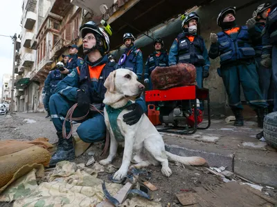 Жители Южной Кореи требуют защитить своих собак-спасателей! | Собаки и  жизнь. Разговор с ТТ в руке | Дзен