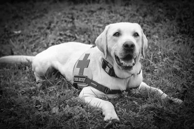 Старший бульдог смешал породу собак спасателей Стоковое Фото - изображение  насчитывающей ангстрома, смешивание: 158170382