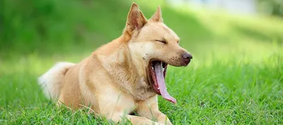 Дрессировка собак в домашних условиях: с чего начинать и главные правила |  Royal Canin UA