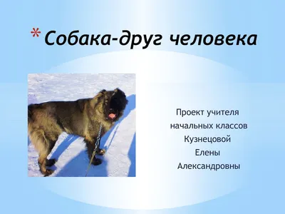 TM Vitomax - Многие неопытные владельцы думают🤔, раз собака 🐕 друг  человека, то она изначально должна все знать и понимать😄Они не хотят  обучать собаку🐶, тратить время на занятия думая, что она и