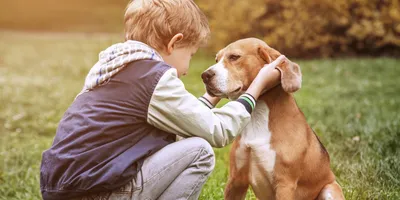 Собака друг человека» — создано в Шедевруме