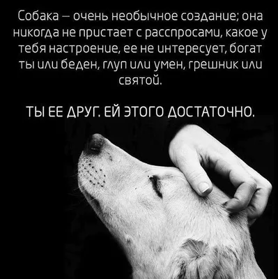 Собака-друг человека\" - \"Академия педагогических проектов Российской  Федерации\"
