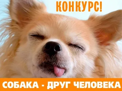 Собака — друг человека - Delfi RUS