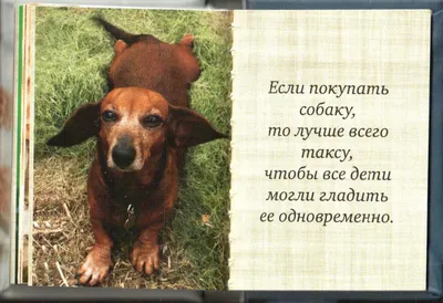 Собака, друг человека в интернет-магазине Ярмарка Мастеров по цене 850 ₽ –  GH90HBY | Картины, Санкт-Петербург - доставка по России