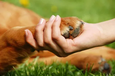 Собака и человек: как мы помогаем друг другу? История дружбы и приручения  собаки человеком