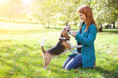Ученые доказали, что собаки понимают человеческую речь - Российская газета