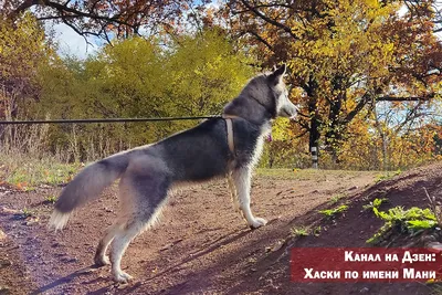 собака как человек арт: 7 тыс изображений найдено в Яндекс.Картинках |  Character art, Furry art, Animal art