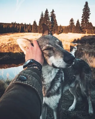 Молодой человек обнимая собаку золотого Retriever в осени Outdoors Стоковое  Фото - изображение насчитывающей счастливо, обнять: 155135658