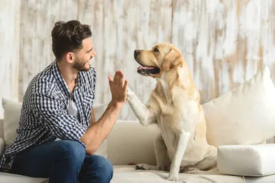 Типы отношений хозяина и собаки | Психология собак | Дзен