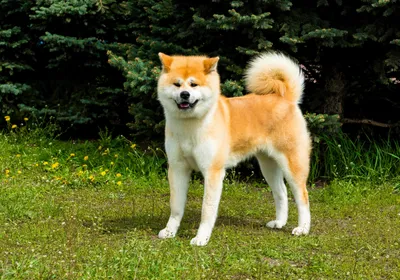 Акита ину белая (52 фото) | Собака породы акита, Акита-ину, Акита