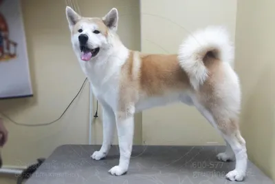 Dogi блог » Акита Ину (Akita Inu) Информация о породе собак, фотографии,  характеристики, темперамент и факты - Dogi Blog