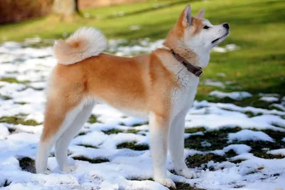 Акита Ину (Akita Inu) - легендарная порода собак родом из Японии. Описание,  отзывы, питомники.