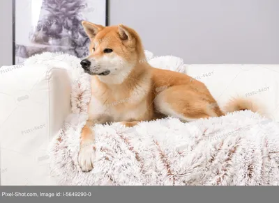 Акита-ину - Интересные факты о породе | Собака породы акита-ину - YouTube