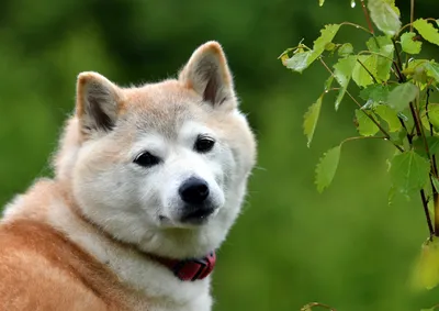 Акита-ину или японская собака акита - порода собак, появившаяся в провинции  #Акита🙌 🐕🐕🐕Является одной из 14 древнейших пород собак.… | Instagram