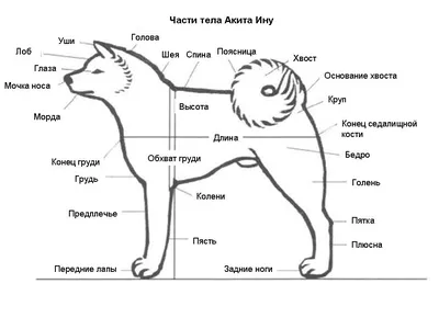 Окрасы Акита-ину, Сиба-ину и БЯС | Пикабу