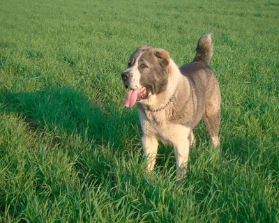 Алабай 🐕 как ухаживать, характеристика породы, размеры, клички, фото