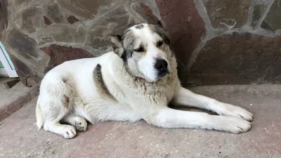 Пропала собака Алабай, белая с пятнами, Новороссийск | Pet911.ru