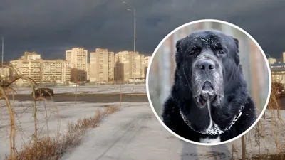 Алабай загрыз собаку в одном из районов Киева - жители в панике | Новости  РБК Украина
