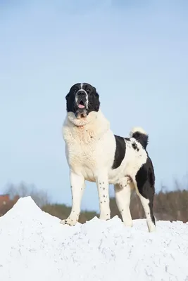 Почему алабай — идеальная собака для загородной жизни? Среднеазиатская  овчарка. Особенности породы. Фото — Ботаничка
