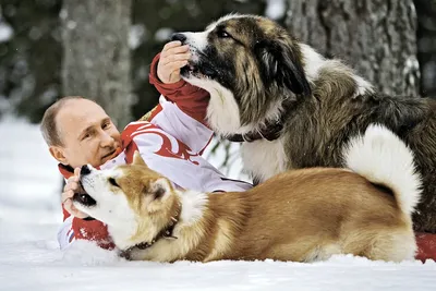 Порода собак Алабай: стоит ли заводить щенка, как у Путина - KP.RU