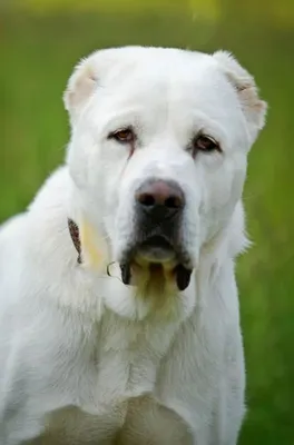 Собака Алабай, рыжего окраса, без ошейника, Зюзино | Pet911.ru