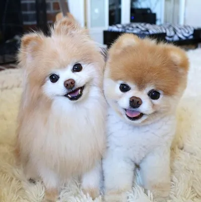 Самая милая собака в мире - померанский шпиц по кличке Бу и его друг Бадди  | Cute baby dogs, Cute dogs, Baby dogs