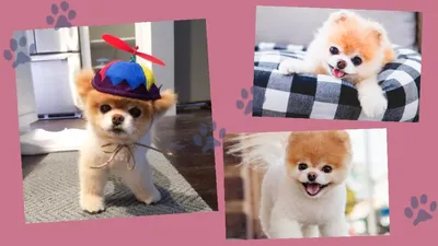 Догги Бу самая милая собака в мире - онлайн-пазл