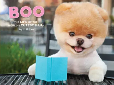 Любимец публики, собаке по кличке Бу (Boo)