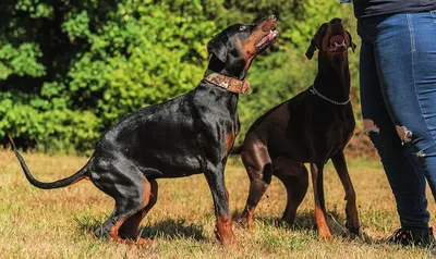 Доберман — порода собак с черным окрасом» — создано в Шедевруме