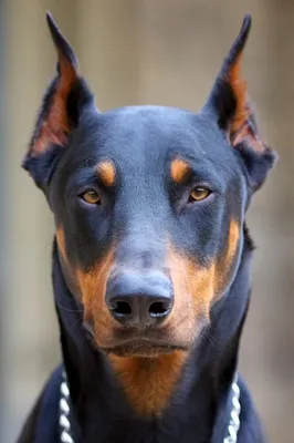 Порода собак доберман смотрит вверх на темном фоне | Премиум Фото