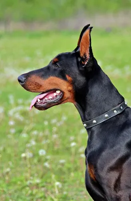 Доберман Собака Хороший - Бесплатное фото на Pixabay - Pixabay