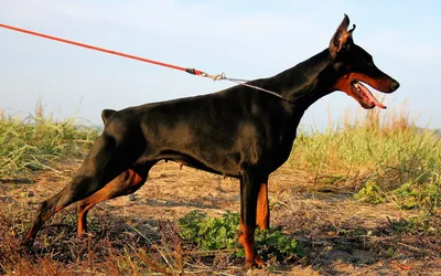 Купить Садовая фигура \"Собака Доберман\" большой стоит (1126918) в Крыму,  цены, отзывы, характеристики | Микролайн