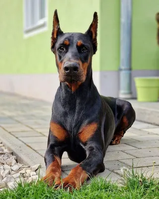 Портрет собаки доберман. черно- …» — создано в Шедевруме