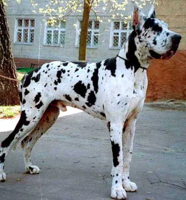 Dog World Світ Собак - Сегодня, 5 сентября - День породы Немецкий дог.  Поздравляем собак и их владельцев! Немецкий дог (Deutsche Dogge) – это  служебная порода. Эту породу собак нередко называют беспроигрышным