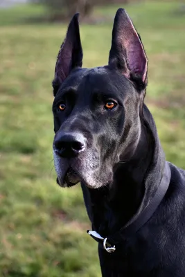 Немецкий дог (Great Dane) - это добродушная и открытая к человеку порода  собак. Фото, описание и отзывы владельцев.