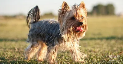 Собака Йоркширский Терьер Собачий - Бесплатное изображение на Pixabay -  Pixabay