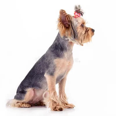 породы собак йоркширский терьер, фото йорк терьера, домашний питомец, йорк  фон картинки и Фото для бесплатной загрузки