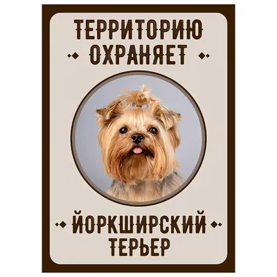 Собака йоркширского терьера Стоковое Фото - изображение насчитывающей  йорки, отечественно: 100130812