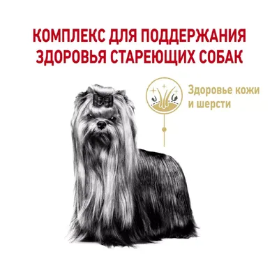 Табличка, Злая собака, Территорию охраняет Йоркширский терьер, на  металлической основе, 18см х 25 см, на забор, на дверь, 25 см, 18 см -  купить в интернет-магазине OZON по выгодной цене (826798715)