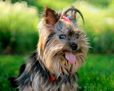 Порода собаки йоркширский терьер: характеристики, фото, рекомендации по  уходу и выбору корма