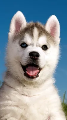 щенок, Husky, puppy, funny animals, cute animals, 4k (vertical) | Cute  puppies, Husky puppy, Puppies