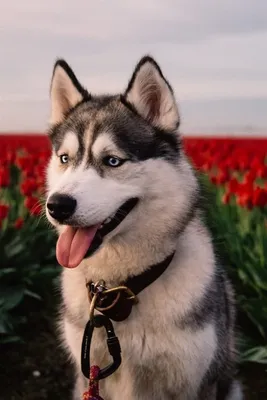 Обои Хаски собака, красные тюльпаны 1920x1200 HD Изображение
