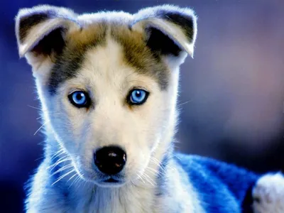 Скачать обои собака, щенок, хаски, голубые глаза, сибирский хаски  разрешение 1024x768 #45360