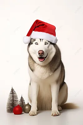 Собака хаски в рождественской шапке Фон Обои Изображение для бесплатной  загрузки - Pngtree