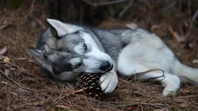 Фото собаки породы сибирский хаски в зимний сезон | Премиум Фото